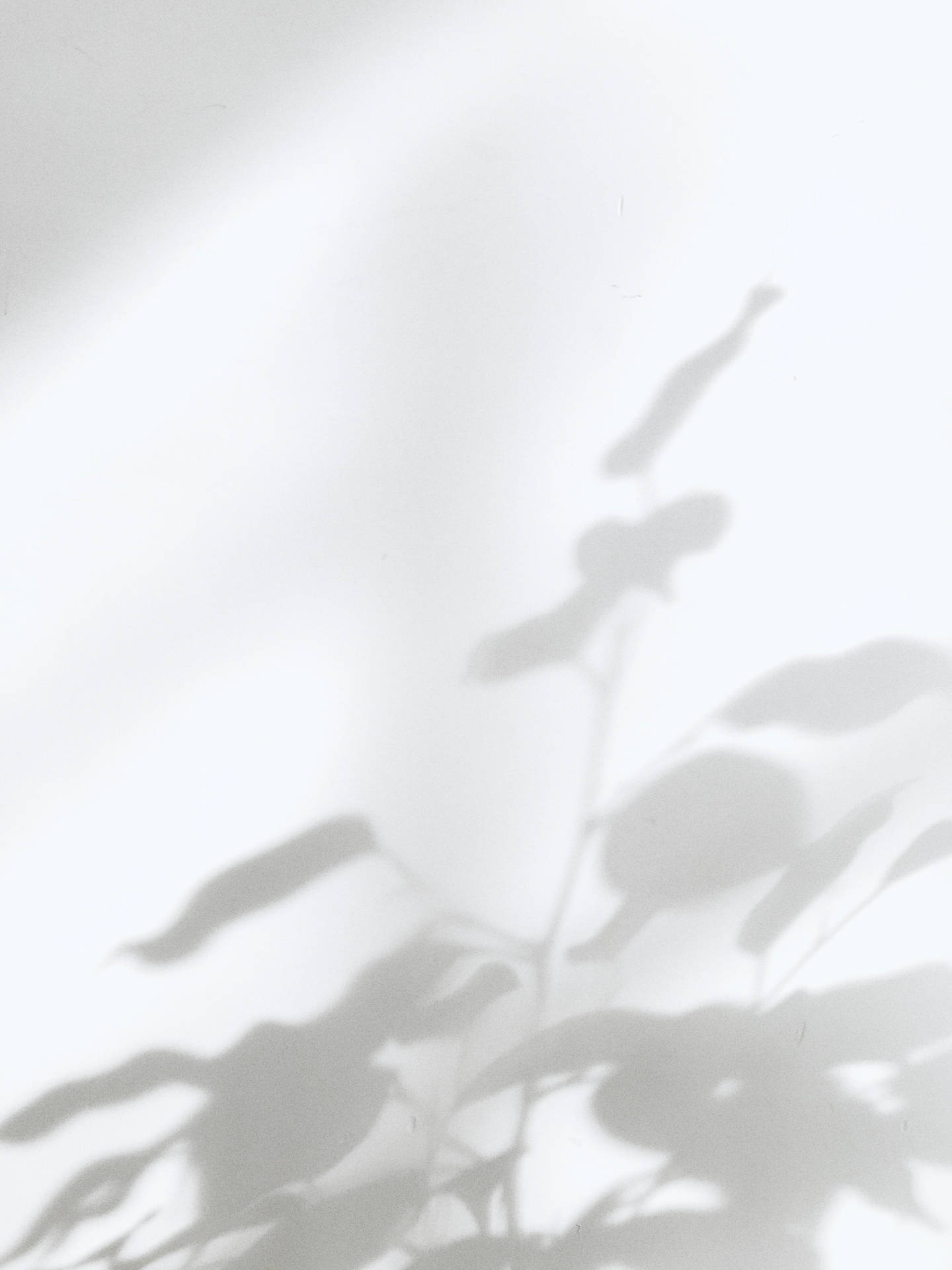 White Aesthetic Plant Shadow Wallpaper