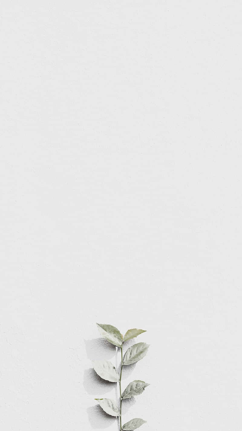 Download White Leaves For Instagram Stories Wallpaper | Wallpapers.com