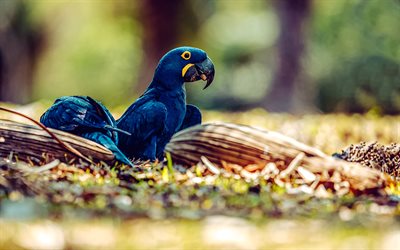 guacamayo, loro azul, anodorhynchus hyacinthinus, pájaros azules, perico, sudamerica