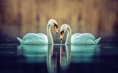 4k, par de cisnes, anochecer, puesta de sol, cisnes en el lago, hermosas aves blancas, cisnes, romance