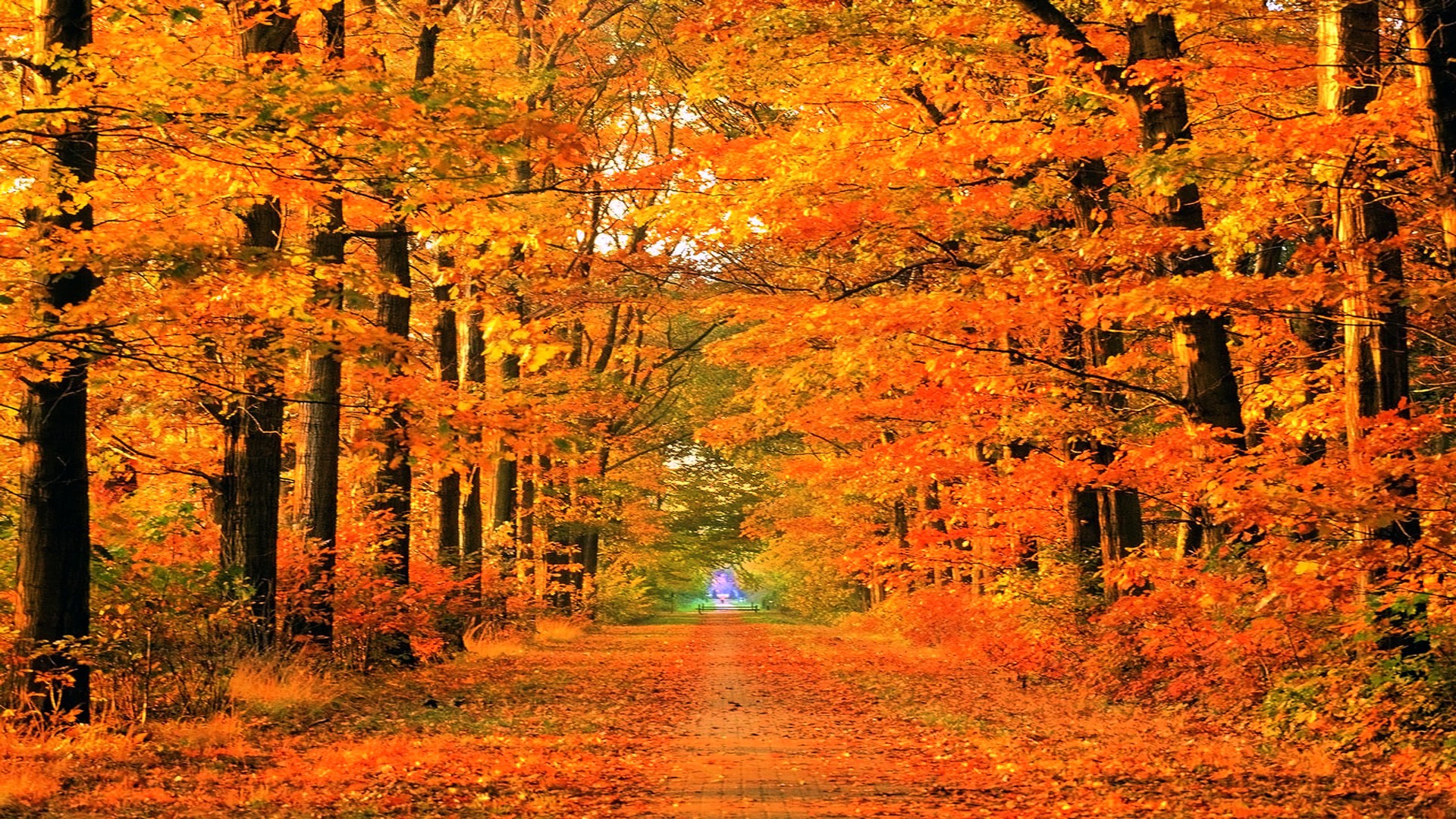 Best Fall Wallpaper HD With high-resolution 1920X1080 pixel. You can use this wallpaper for your Windows and Mac OS computers as well as your Android and iPhone smartphones