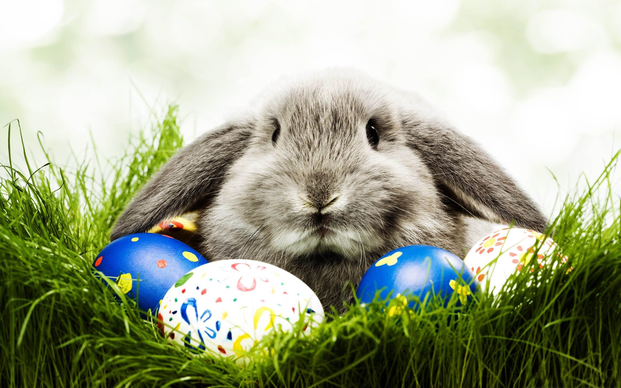 Easter Bunny Desktop Wallpapers  Wallpaper Cave