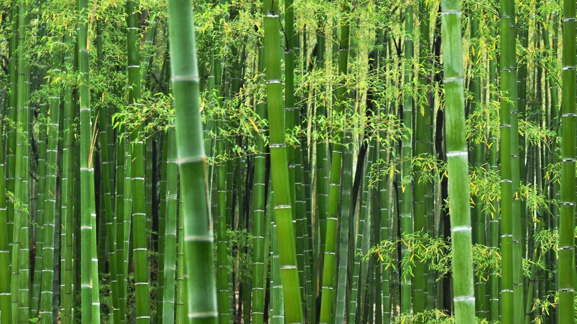 Green Bamboo Wallpaper (63+ pictures)