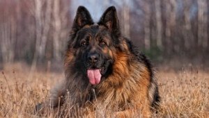 German Shepherd 4k