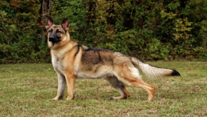 German Shepherd Images