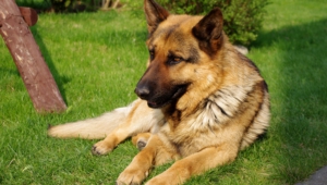 Pictures Of German Shepherd