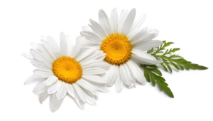 Chamomile Background