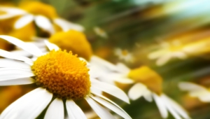 Chamomile Desktop