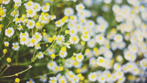 Chamomile Desktop Images