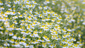 Chamomile Desktop Wallpaper