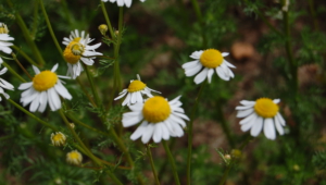 Chamomile Download