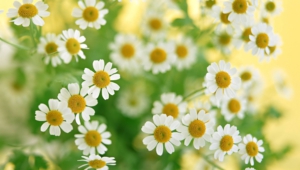 Chamomile Hd