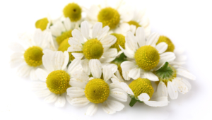 Chamomile Hd Background