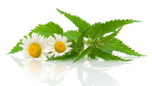 Chamomile Hd Wallpaper