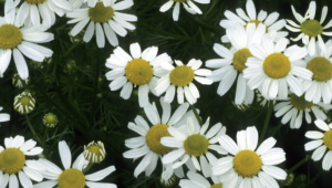 Chamomile High Definition