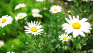 Chamomile Images