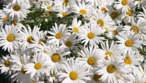 Chamomile Photos