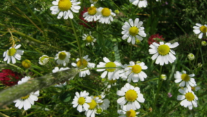 Chamomile Wallpaper For Computer