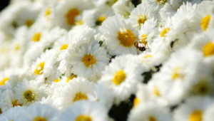 Chamomile Wallpapers