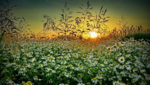 Chamomile Wallpapers And Backgrounds