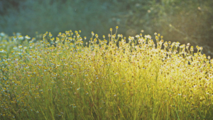 Chamomile For Desktop Background