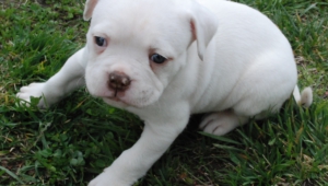 American Bulldog Hd Background