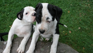 American Bulldog High Definition