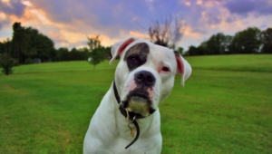 American Bulldog Pictures