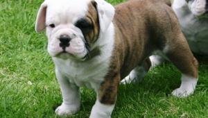 American Bulldog Wallpapers