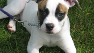 American Bulldog Wallpapers Hq