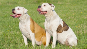 American Bulldog Widescreen