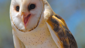 Barn Owl Desktop