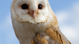 Barn Owl Hd Background