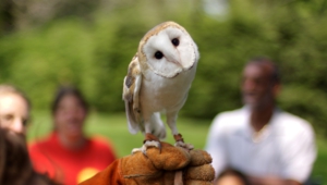 Barn Owl High Quality Wallpapers