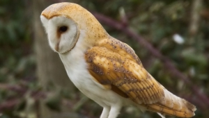 Barn Owl Photos