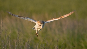 Barn Owl Pictures