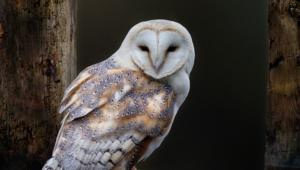 Barn Owl Wallpaper