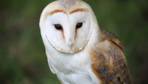 Barn Owl Widescreen