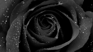 Black Rose 9281