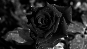 Black Rose Background