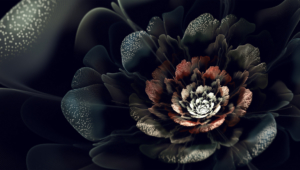 Black Rose Computer Wallpaper