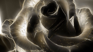 Black Rose Hd Desktop