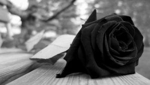 Black Rose Hd Wallpaper