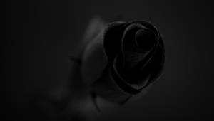 Black Rose Images