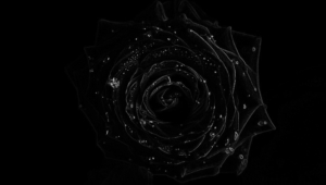 Black Rose Pictures