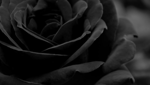 Black Rose Wallpaper