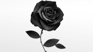 Black Rose Wallpapers