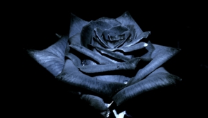 Black Rose Wallpapers Hd