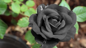 Black Rose Widescreen