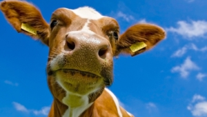 Cow Hd